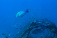 Fish and shipwreck from Honolulu submarine