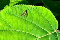 Colorful fly detail, Derry Township, PA