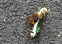 Insect battle royale, Derry Township, PA