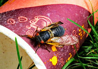 Cicada, Princeton, NJ