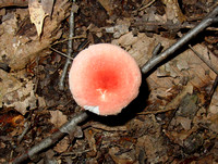 Little Buffalo pink mushroom