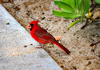 Maui cardinal