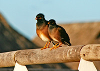 Two Moorea birds