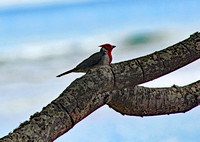 Black white red bird on Molokai