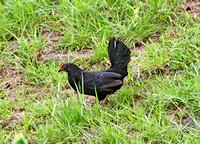 Maui black bird