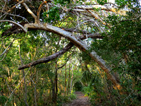 Trail under curved trunks