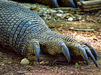 Komodo Dragon claws up close