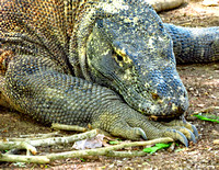 Komodo dragon resting
