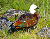 Colorful duck, New Zealand South Island