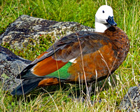 Duck, New Zealand South Island