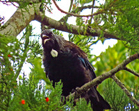 Black bird, New Zealand. South Island