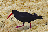 New Zealand black bird on beach, North Island