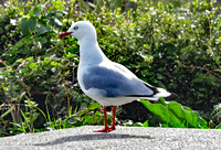 Seabird, New Zealand North Island