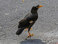 Black bird on street, Singapore