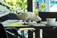 Bird feeding off plate, Hamilton Island. Australia