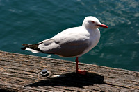 Silver gull, Sydney Harbour