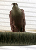 Big bird on branch, National Aviary, Pittsburgh