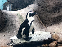 Penguin from side