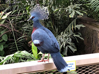 Crowned pigeon, National Aviary, Pittsburgh