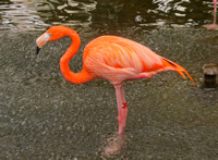 Flamingo, National Aviary, Pittsburgh