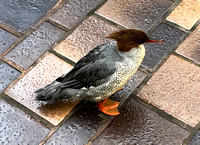 Multicolored duck, National Aviary, Pittsburgh