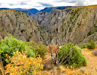 Black Canyon of the Gunnison shrubs