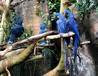 Blue-colored birds, National Aviary, Pittsburgh