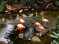 Flamingos, National Aviary, Pittsburgh