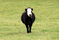 Black cow, Shenandoah Valley, Virginia