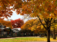 Foliage in front of aviary