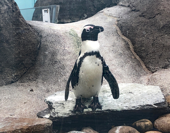 Penguin, National Aviary, Pittsburgh