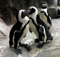 Two penguins touching, National Aviary, Pittsburgh